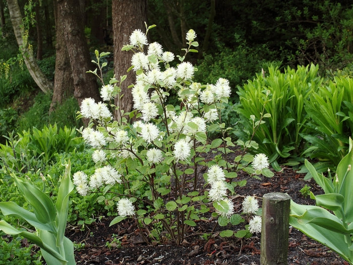 Mount Airy Dwarf Fothergilla (Fothergilla gardenii &