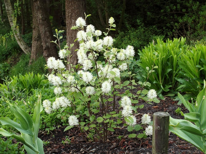 Mount Airy Dwarf Fothergilla (Fothergilla gardenii &