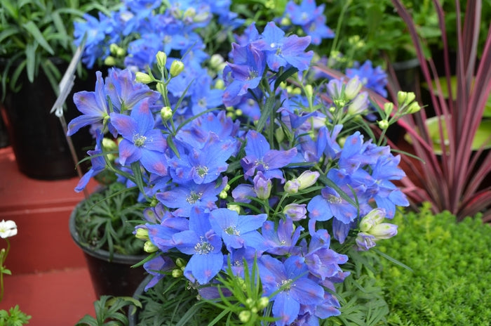 Blue Mirror Larkspur (DELPHINIUM GRAND. BLUE MIRROR) - 1 gallon