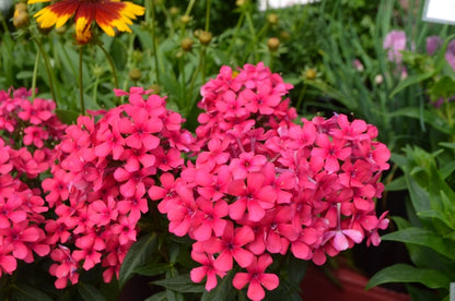 Flame® Pro Cerise Garden Phlox (Phlox paniculata &