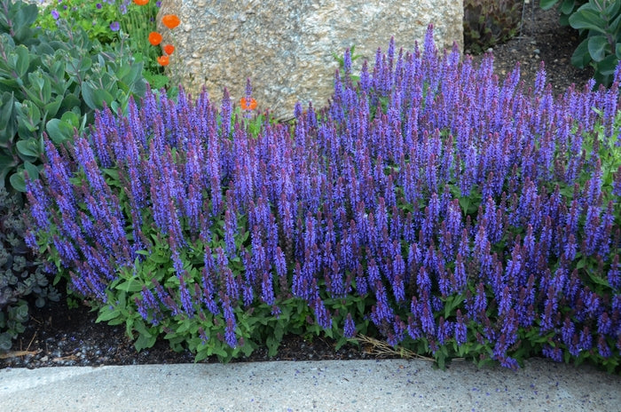 Sensation® Sky Blue Meadow Sage (Salvia nemerosa &