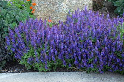 Sensation® Sky Blue Meadow Sage (Salvia nemerosa &