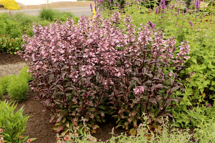 Dakota™ Burgundy Penstemon (Penstemon dakota &