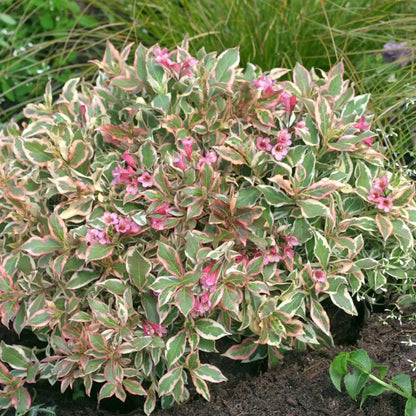 My Monet® Weigela (Weigela x &