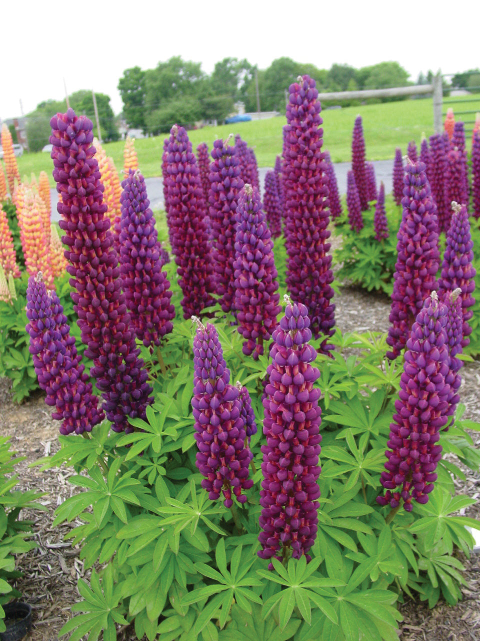 Westcountry™ Masterpiece Lupine (LUPINUS WESTCOUNTRY MASTERPIECE) - 1.5 gallon