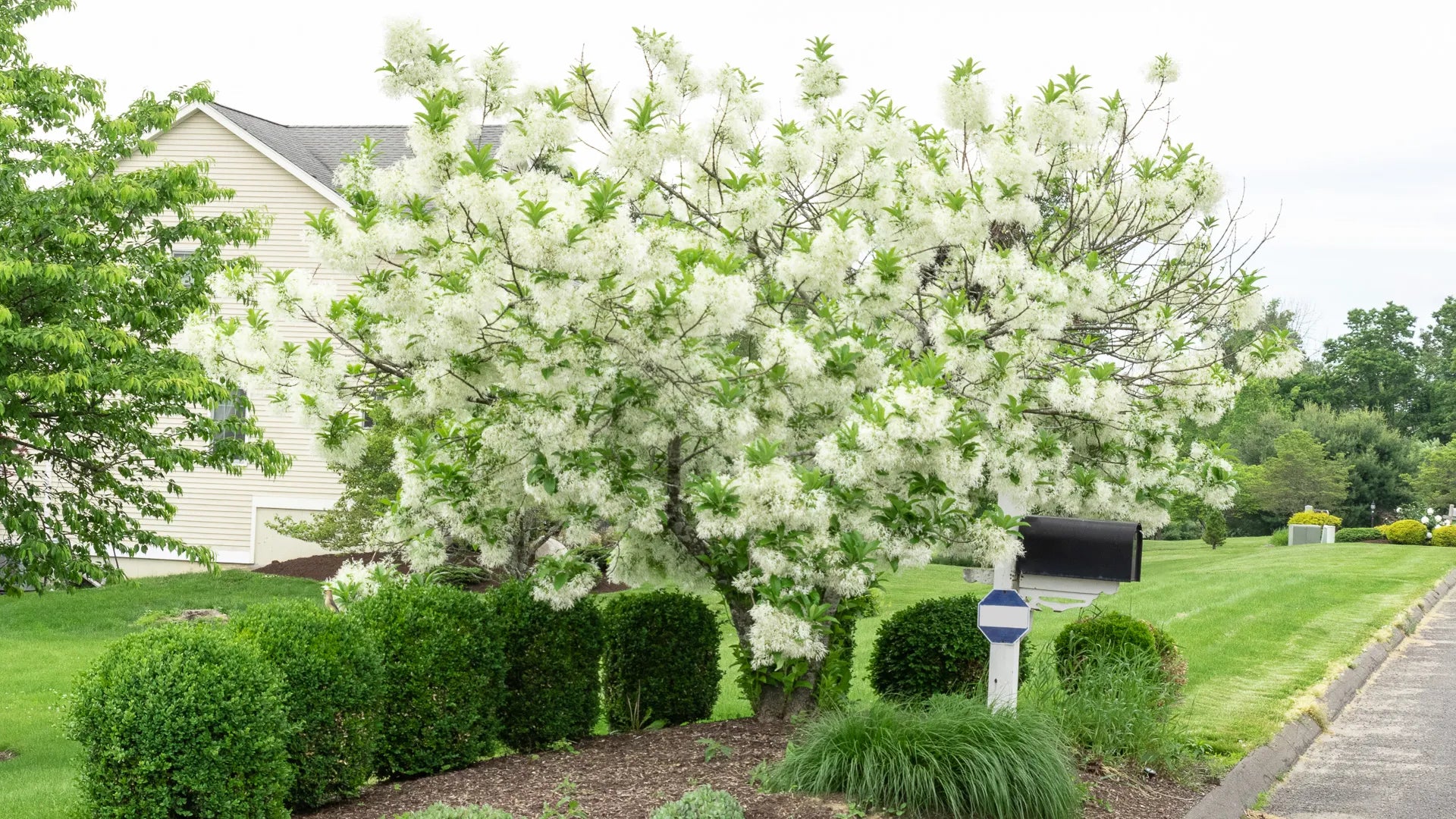 White Fringetree (Chionanthus virginicus) - 3 gallon