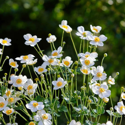 Honorine Jobert Windflower (Anemone x hybrida &