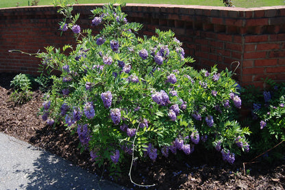Amethyst Falls Wisteria (Wisteria FR &