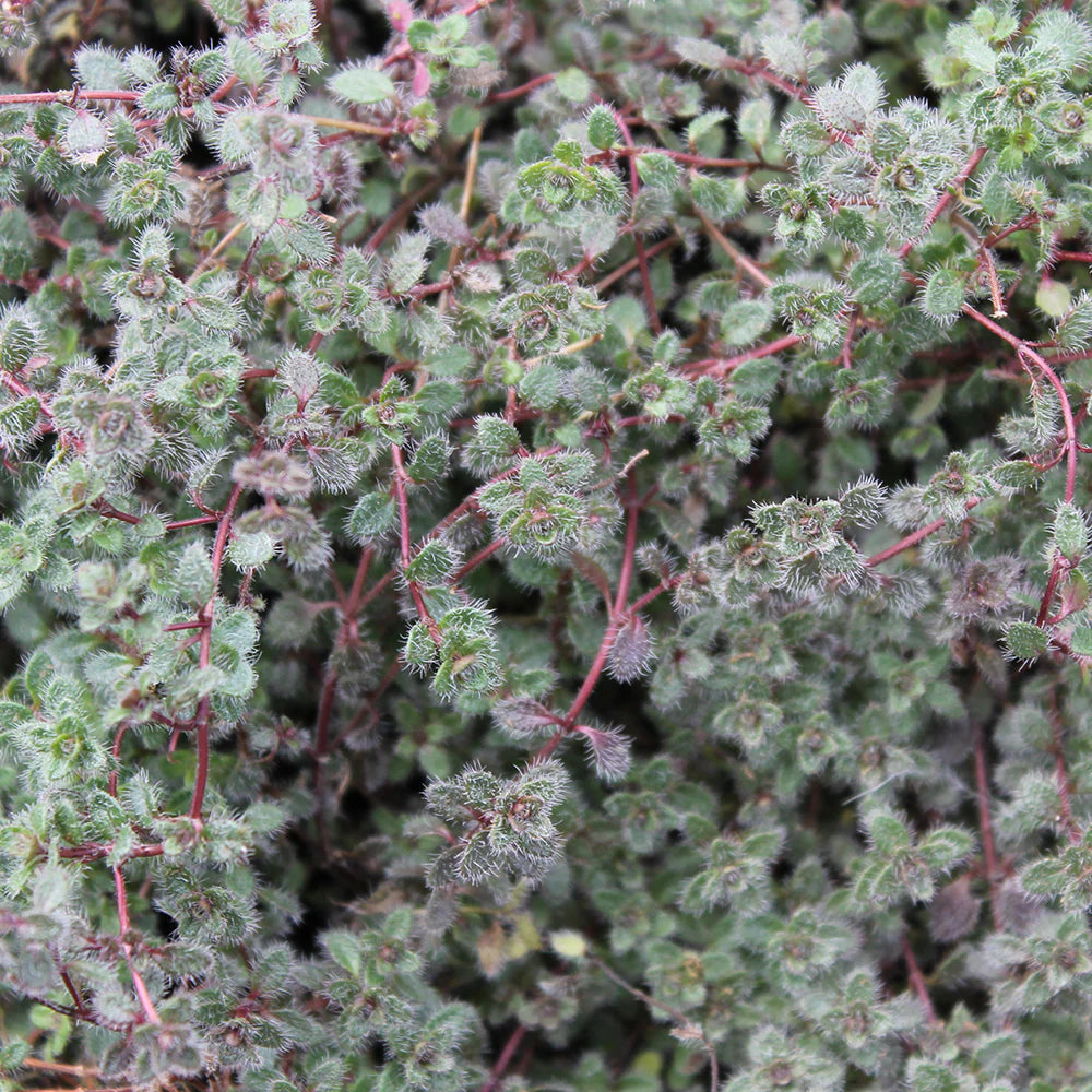 Woolly Thyme (Thymus pseudolanuginosus &