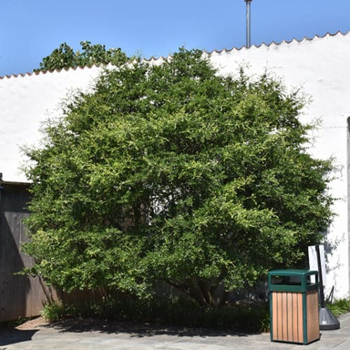 Yaupon Holly (ILEX VOMITORIA) - 3 gallon