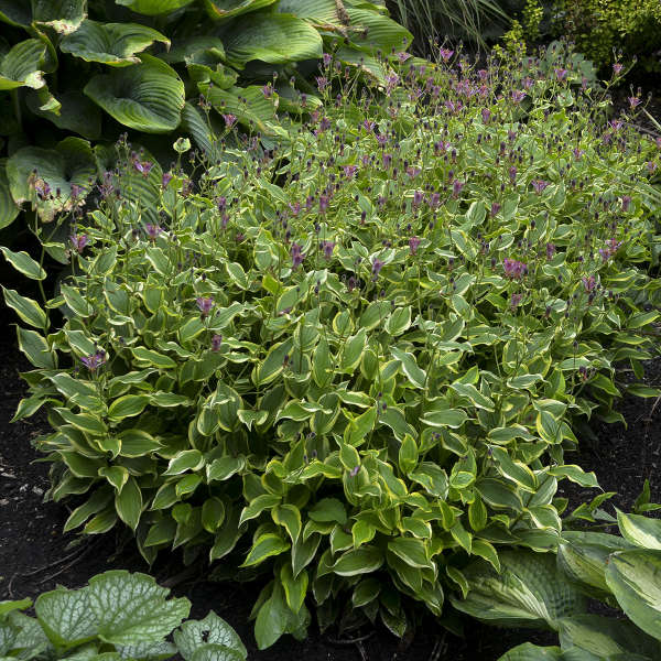 Toad Lily (Tricyrtis formosana &