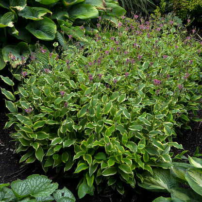 Toad Lily (Tricyrtis formosana &