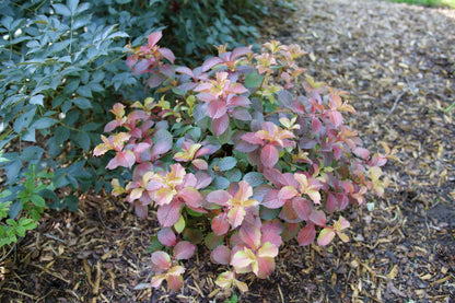 Midnight Sun™ Reblooming Weigela (Weigela midnight &