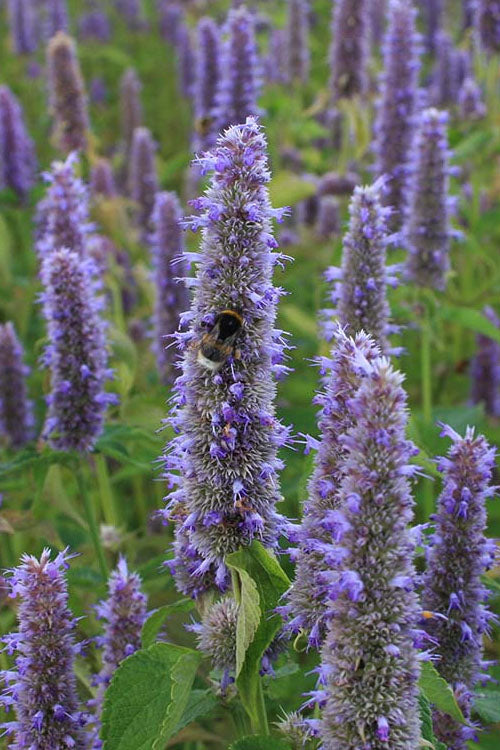 Anise Hyssop (Agastache foeniculum) - 1 gallon