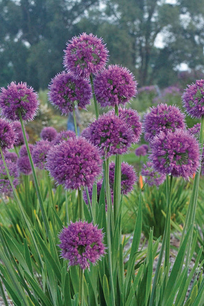 Lavender Bubbles Ornamental Onion (Allium &