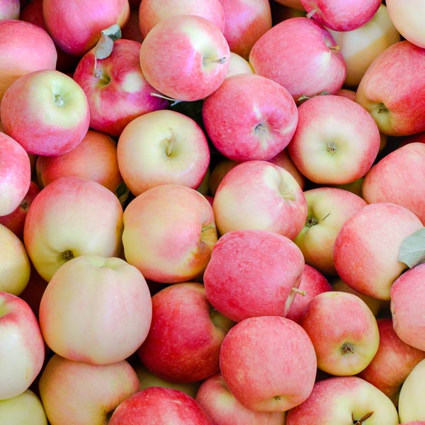 Ambrosia Apple (Malus &