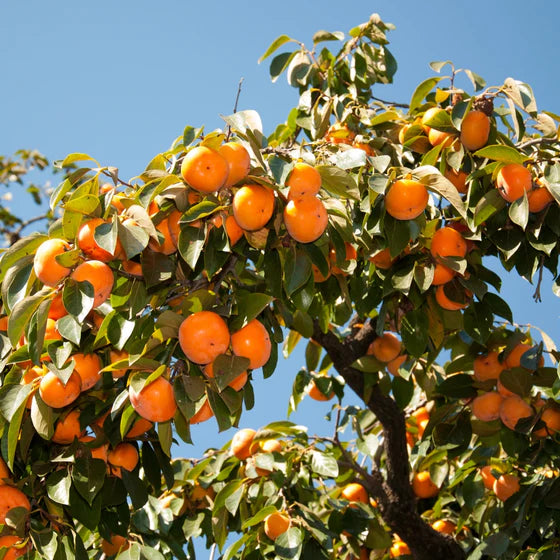 American Persimmon (Diospyros virginiana) - 3 gallon