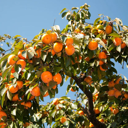 American Persimmon (Diospyros virginiana) - 3 gallon