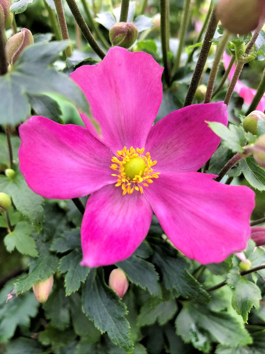 Red Riding Hood Windflower (Anemone &