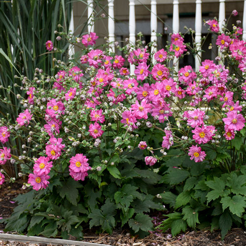 Fall In Love™ Japanese Anemone (Anemone &