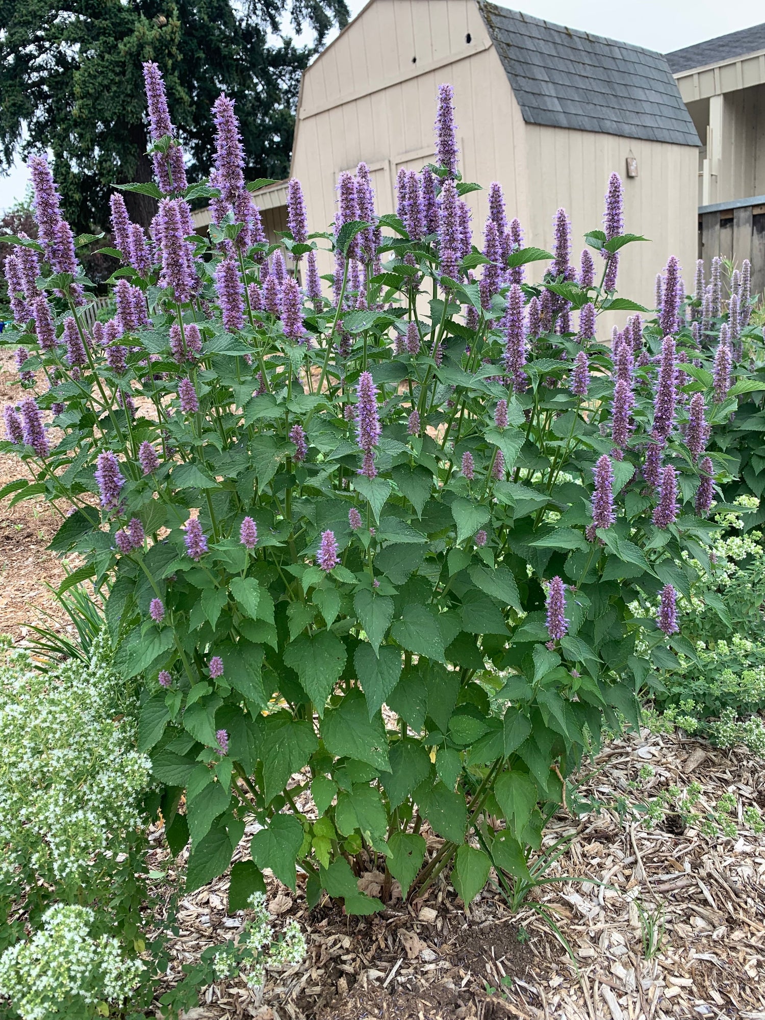 Anise Hyssop (Agastache foeniculum) - 1 gallon