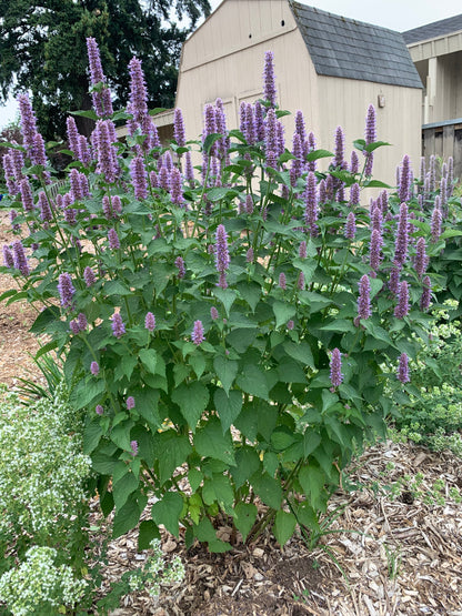 Anise Hyssop (Agastache foeniculum) - 1 gallon