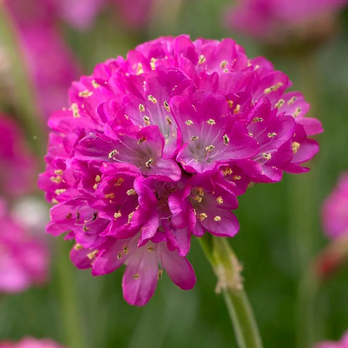 Splendens Sea Thrift (Armeria maritima &