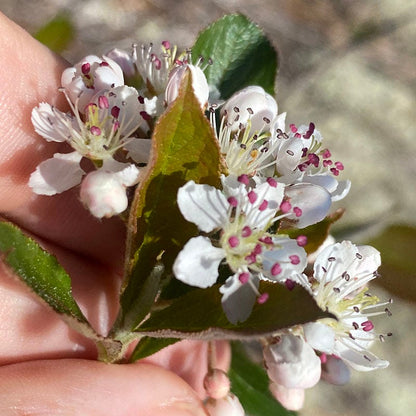 Viking Aronia / Black Chokeberry (Aronia melanocarpa &