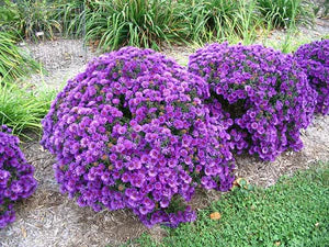 Grape Crush New England Aster (Aster grape &