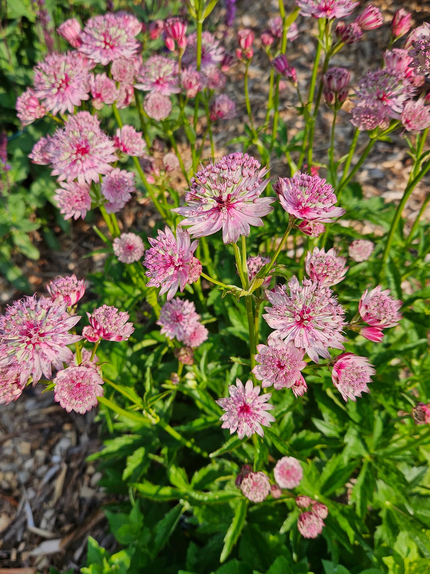 Masterpiece Masterwort (Astrantia major ‘Masterpiece’) - 1 gallon