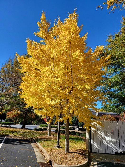 Maidenhair Tree (Ginkgo biloba) - 3 gallon TREE
