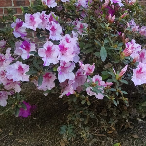 Autumn Twist® Encore Azalea (Rhododendron &