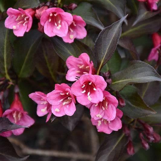 Wine &amp; Roses® Weigela (Weigela florida &