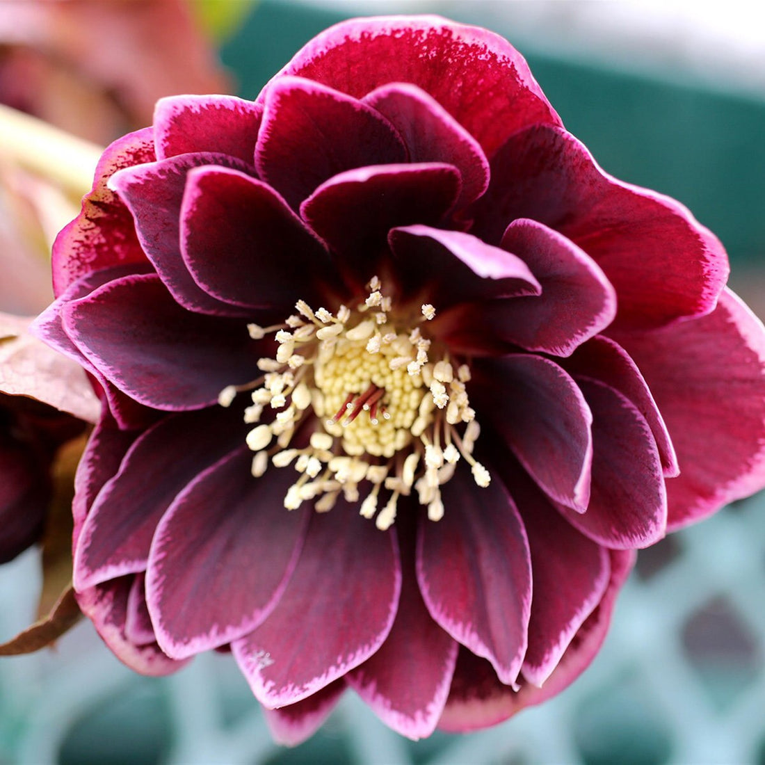 North Star Garnet Frills Lenten Rose (Helleborus north &