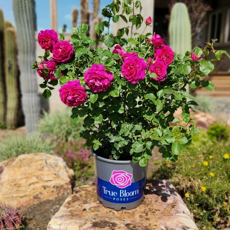 Rose True Bloom™ Inspiration (Rosa true &