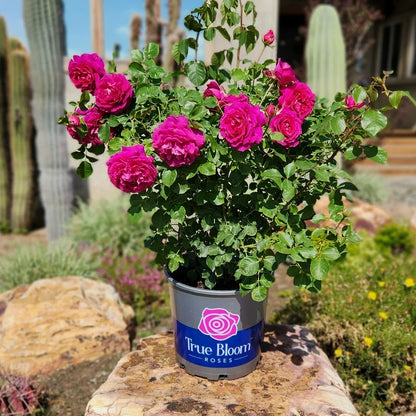 Rose True Bloom™ Inspiration (Rosa true &