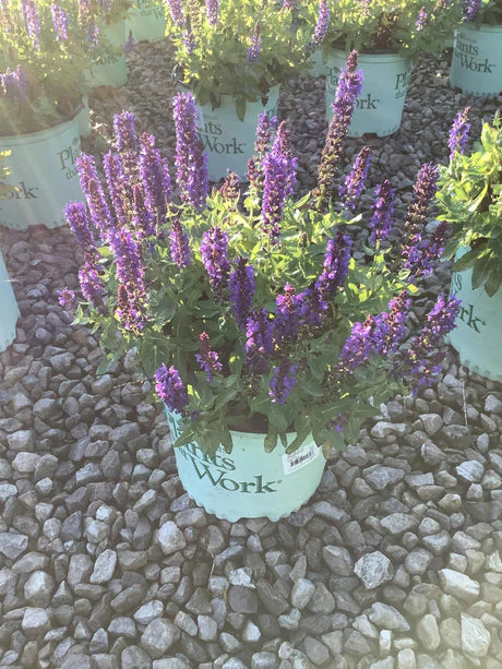 Staircase™ Blue Lupine (LUPINUS STAIRCASE™ BLUE) - 1.5 gallon