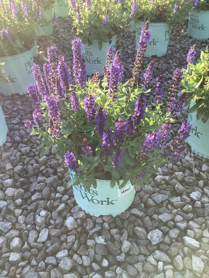 Staircase™ Blue Lupine (LUPINUS STAIRCASE™ BLUE) - 1.5 gallon