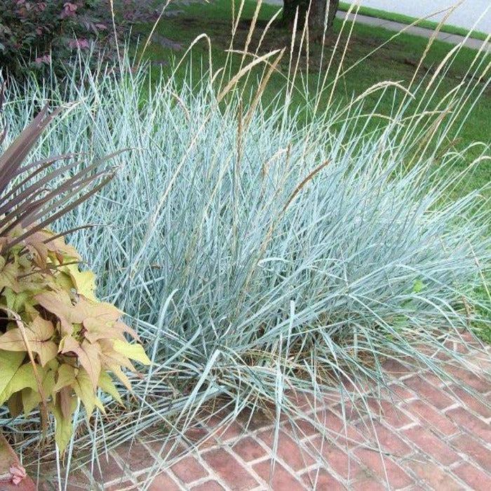 Blue Dune Lyme Grass (Leymus &
