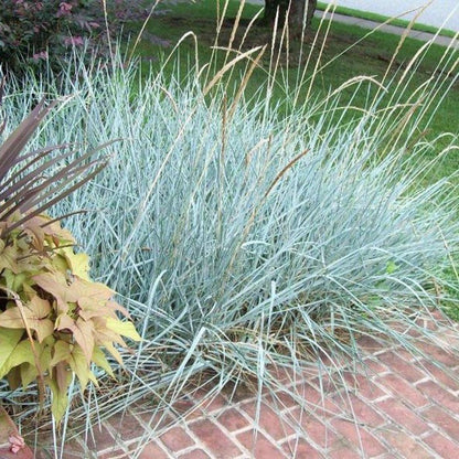 Blue Dune Lyme Grass (Leymus &