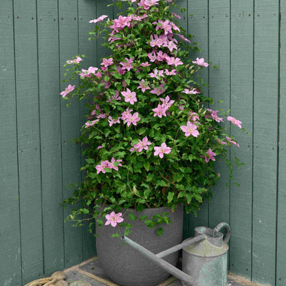 Bridgewater™ Clematis (Clematis bridgewater) - 1 gallon
