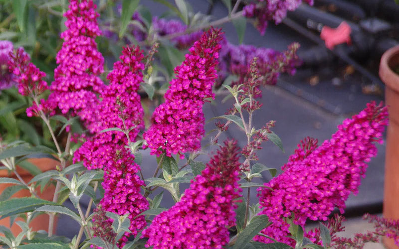 Buzz® Hot Raspberry Butterfly Bush (Buddleia &