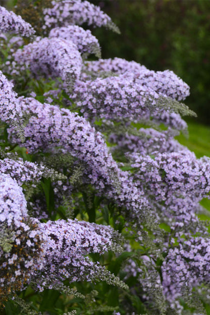 Lavender Cascade Butterfly Bush (Buddleia &