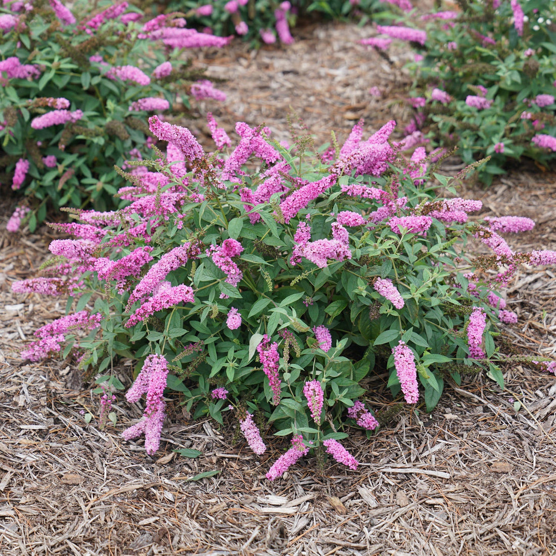 Lo & Behold Ruby Chip® Butterfly Bush (Buddleia &