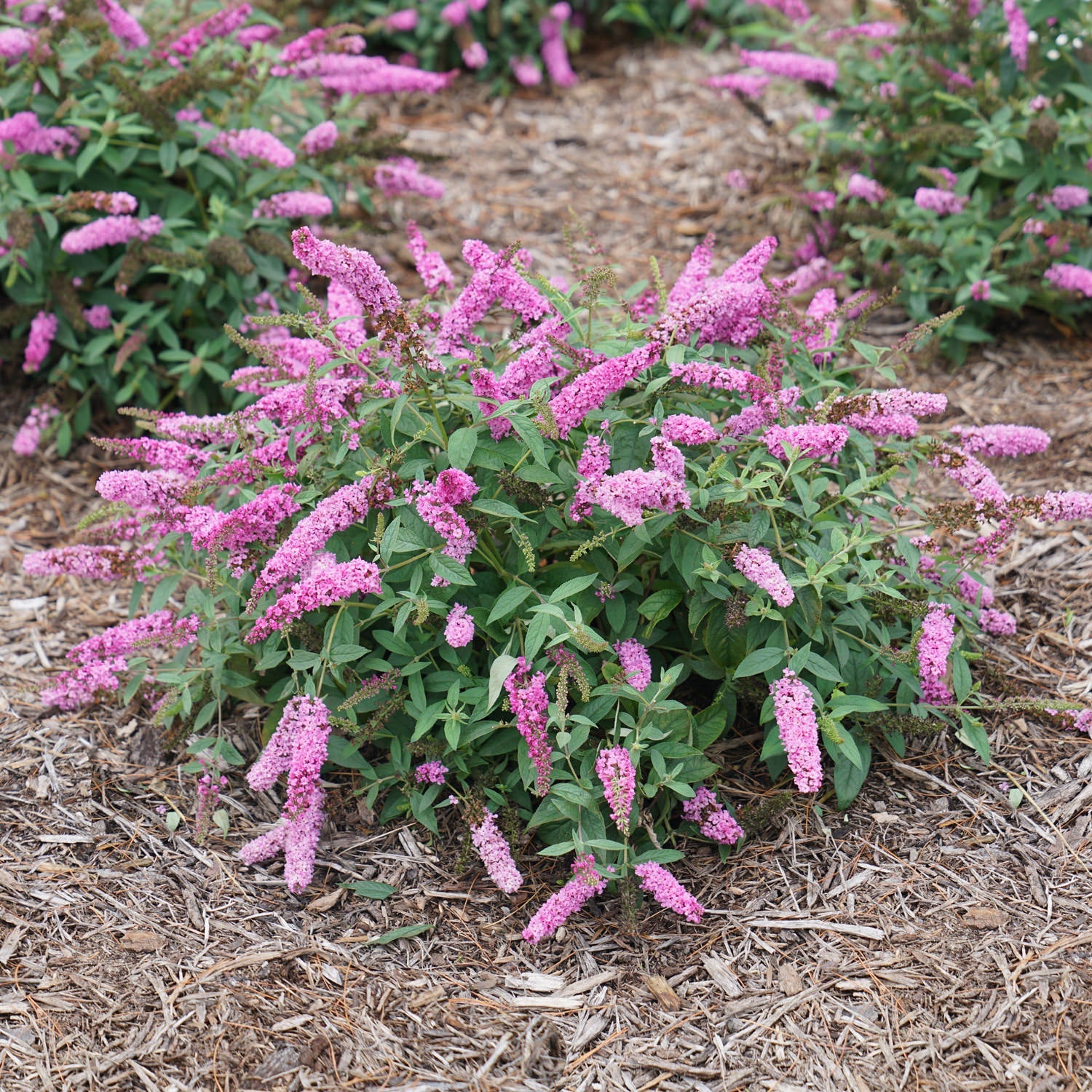 Lo &amp; Behold Ruby Chip® Butterfly Bush (Buddleia &