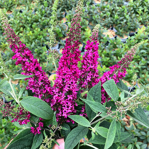 Lo &amp; Behold Ruby Chip® Butterfly Bush (Buddleia &