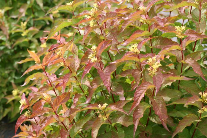Kodiak® Red Bush Honeysuckle (DIERVILLA S. KODIAK® RED) - 2.0 QT
