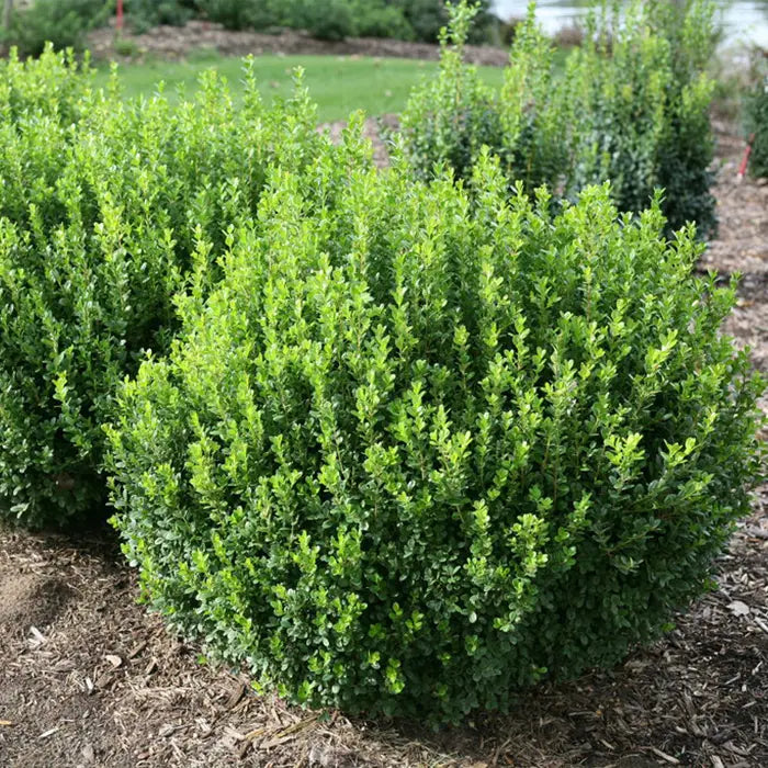 Calgary Boxwood (Buxus koreana x sempervirens &