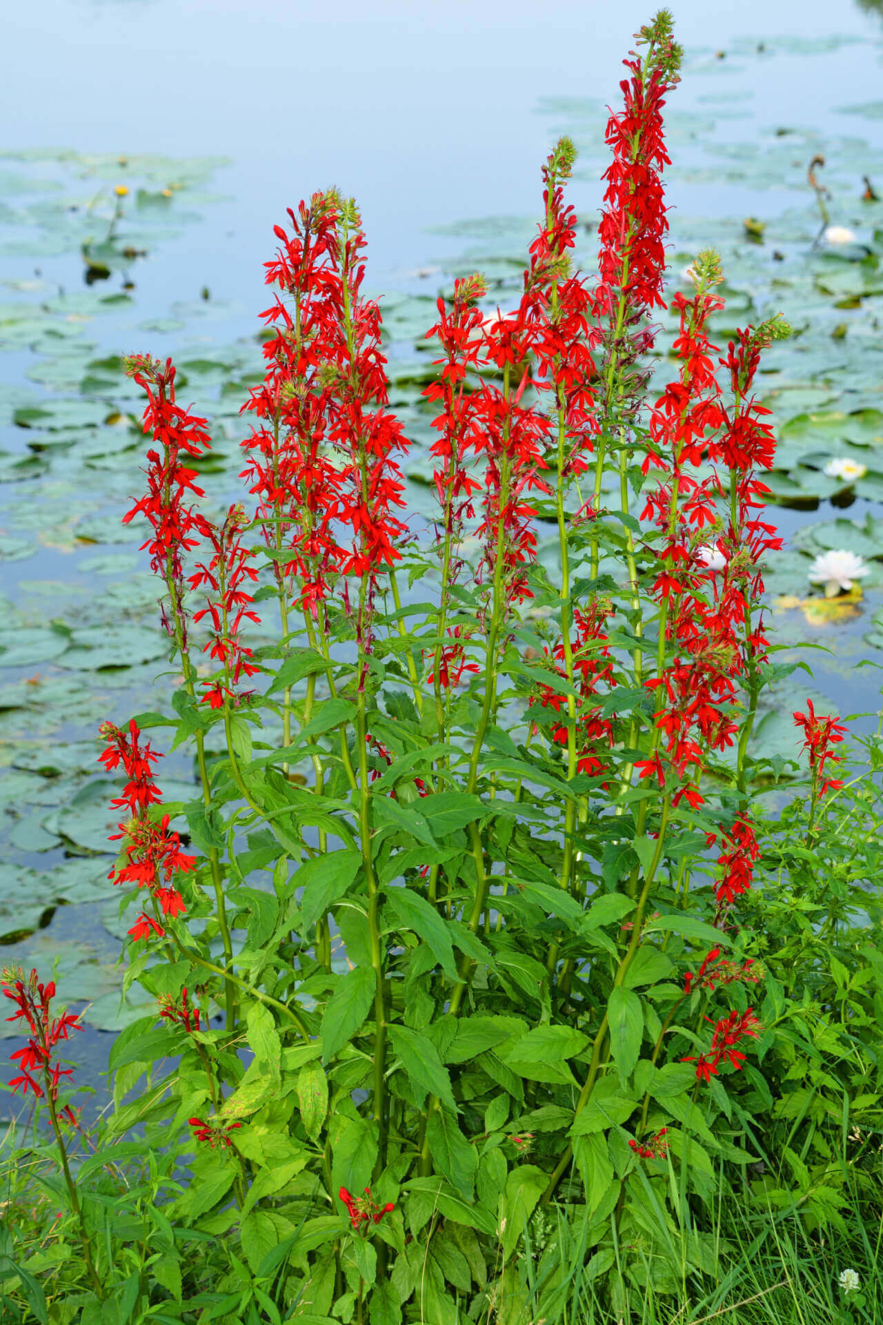 Cardinal flower (Lobelia cardinalis) - 1 gallon