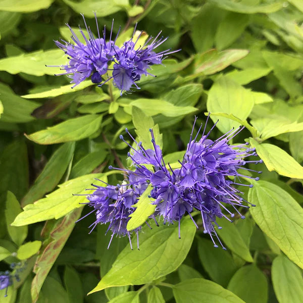 Sunshine Blue® II Bluebeard (Caryopteris sunshine &